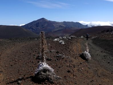 Endemit Haleakaly Argyroxiphium sandwicense neboli Stříbrný meč vykvete jednou po asi patnácti až dvaceti letech a potom uhyne.
